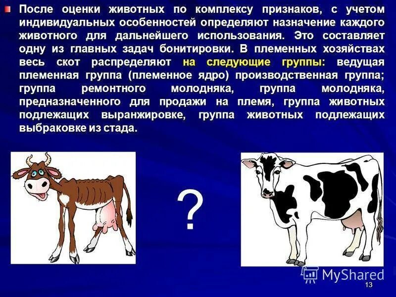 Как определить теленка