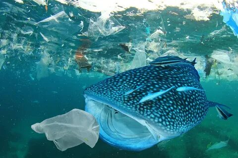 Marine wildlife