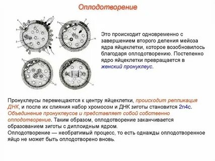 Благодаря оплодотворению и мейозу
