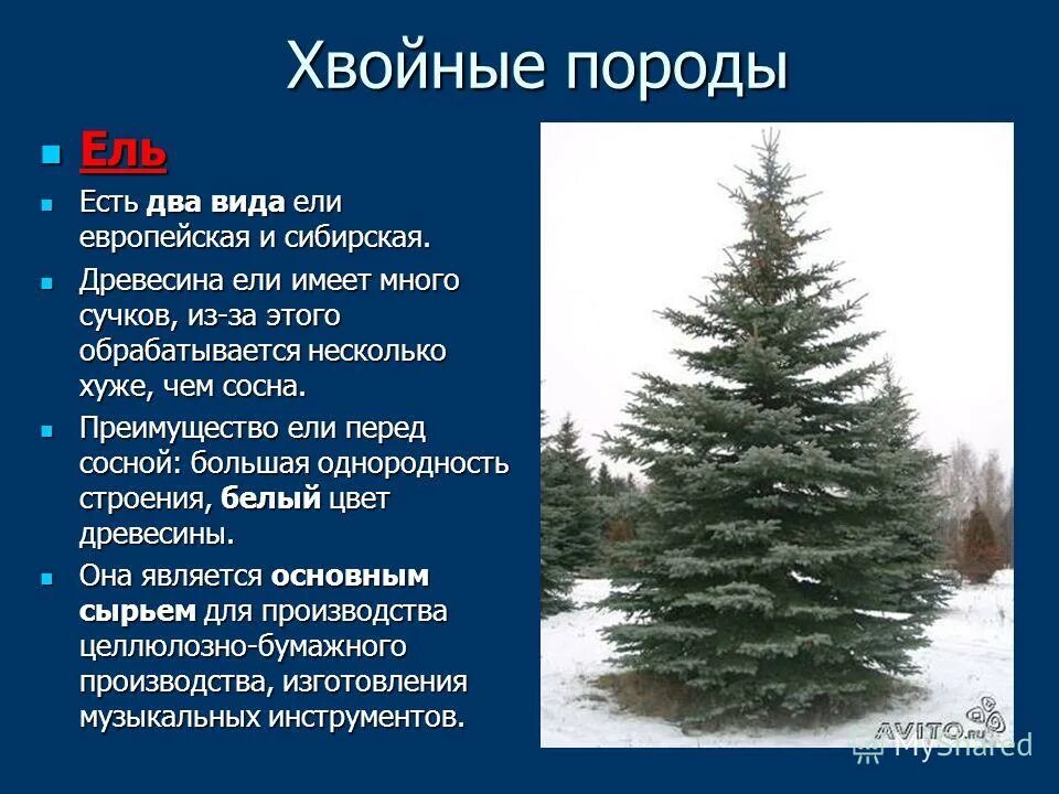 К хвойным породам относятся породы. Описание ели. Ель описание дерева. Описать ель. Хвойные породы.