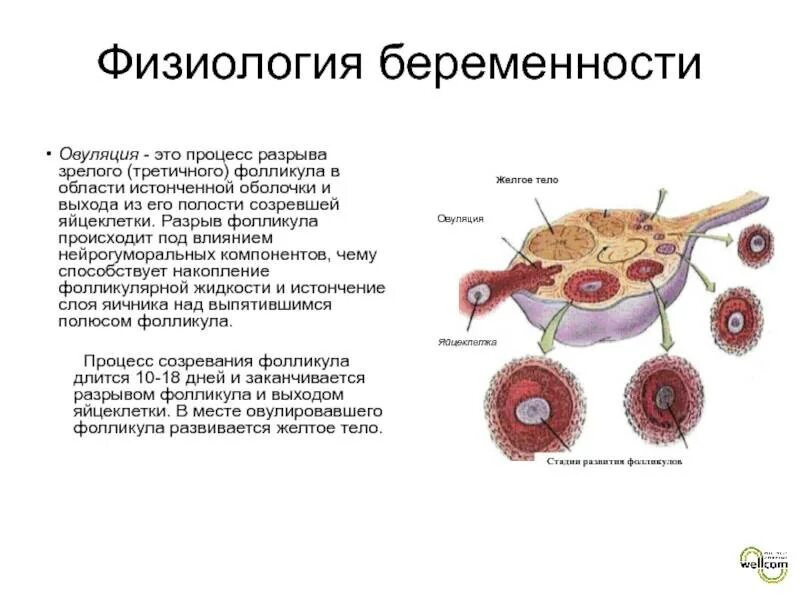 Разрыв овуляции. Овуляция разрыв фолликула. Процесс выхода яйцеклетки. Разрыв фолликула созревает яйцеклетка.