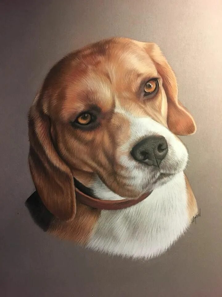 Painted dogs. Портрет собаки Бигль. Бигль собака картины. Собаки породы Бигль арт. Порода собак Бигль рисунок.