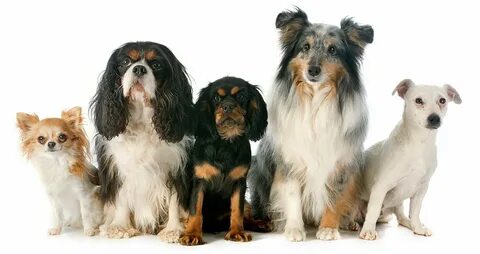Is five dogs