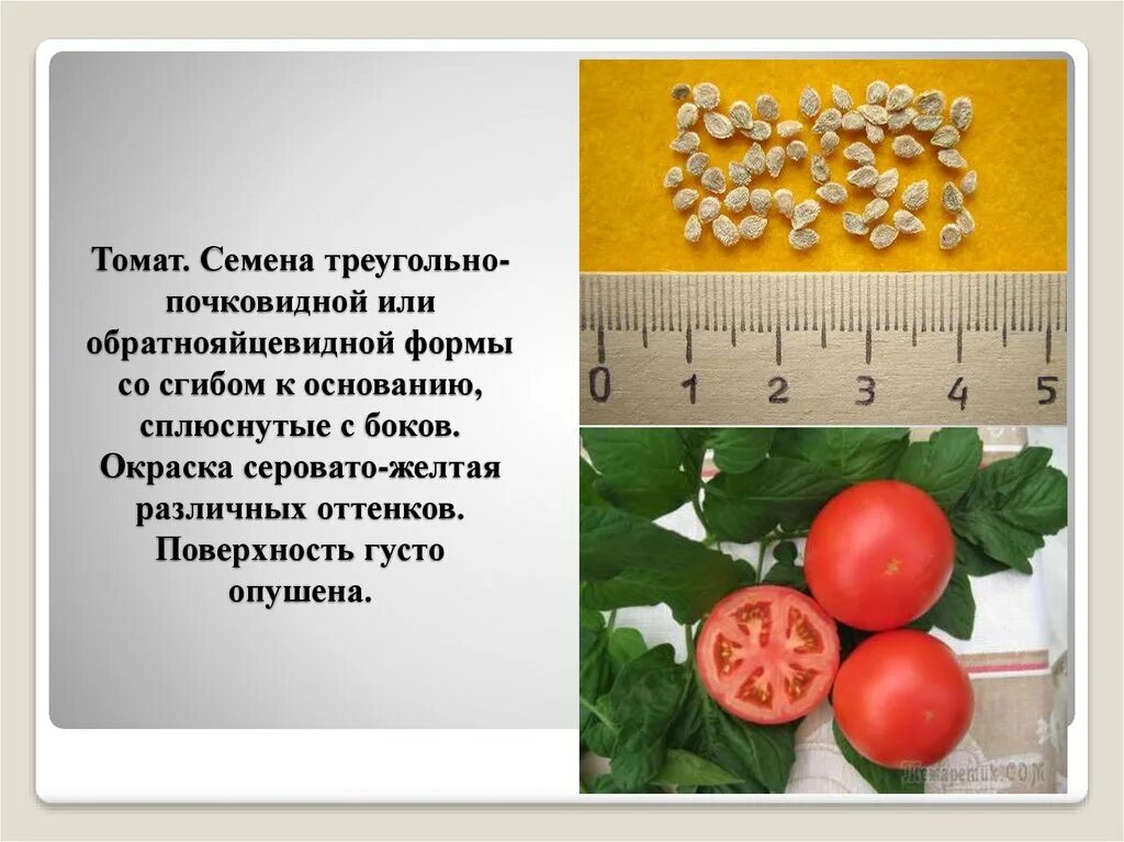 Вид семени томата. Форма семян томата. Семена томатов. Размер семян томата. Строение помидора.