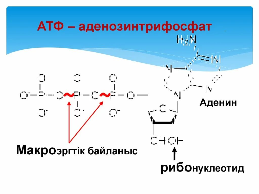 АТФ реакция. Мономер АТФ. АТФ полимер. Рибонуклеотид трифосфат.