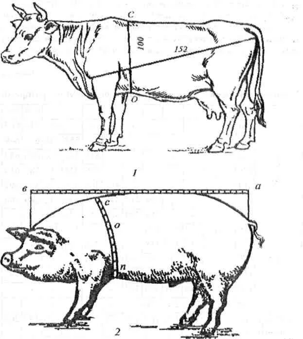 Таблица живого веса КРС Быков. Схема промеров КРС. Таблица промеров свиней. 1.1 Промеры туловища крупного рогатого скота. Измерение свиней