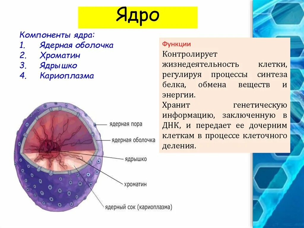 Компонент, ядро, строение и функция ядра. Строение ядра клетки. Ядрышко функции. Компоненты клеточного ядра. Какое значение ядра в жизнедеятельности клетки