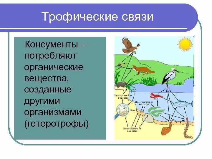 Первый трофический уровень представлен. 1 2 3 Трофический уровень. Трофические связи. Трофические уровни организмов. Трофические уровни экосистемы.