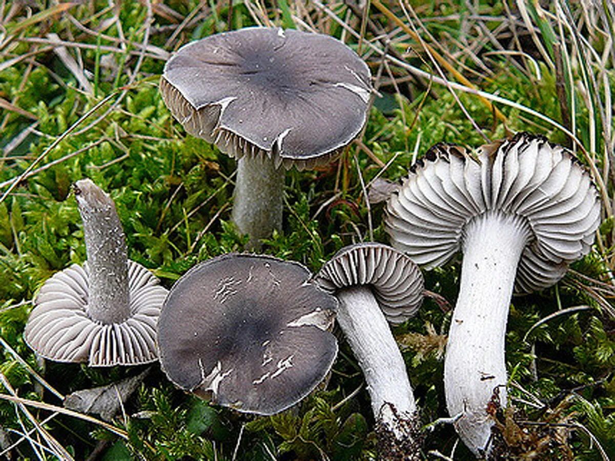 Рядовка фиолетовая. Рядовки 2023. Рядовка мыльная съедобный гриб. Гриб tricholoma portentosum. Рядовки 2023.