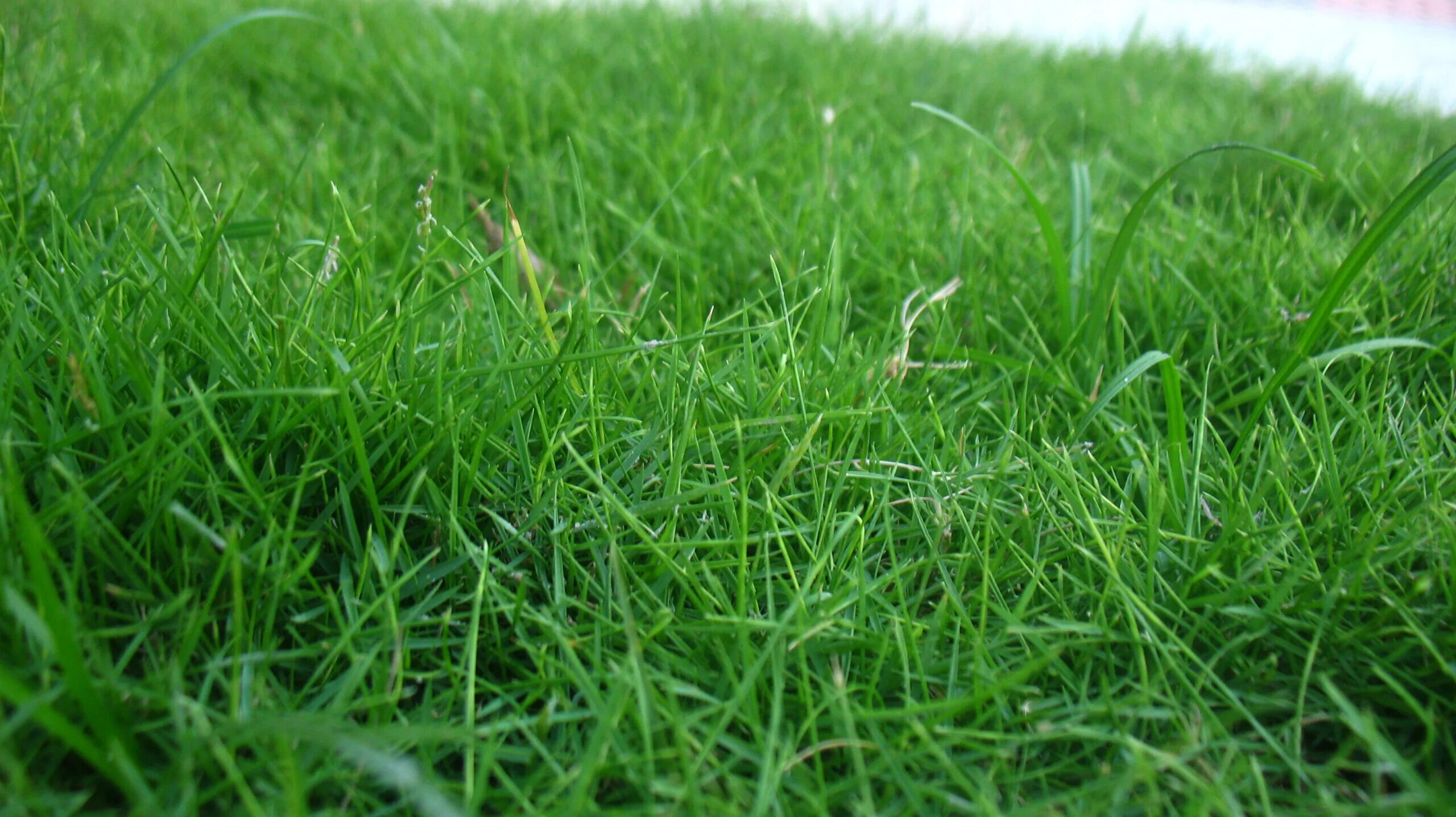 Grass quality. Grass quality. Искусственный газон 50мм. Искусственная зеленая трава. Grass quality.