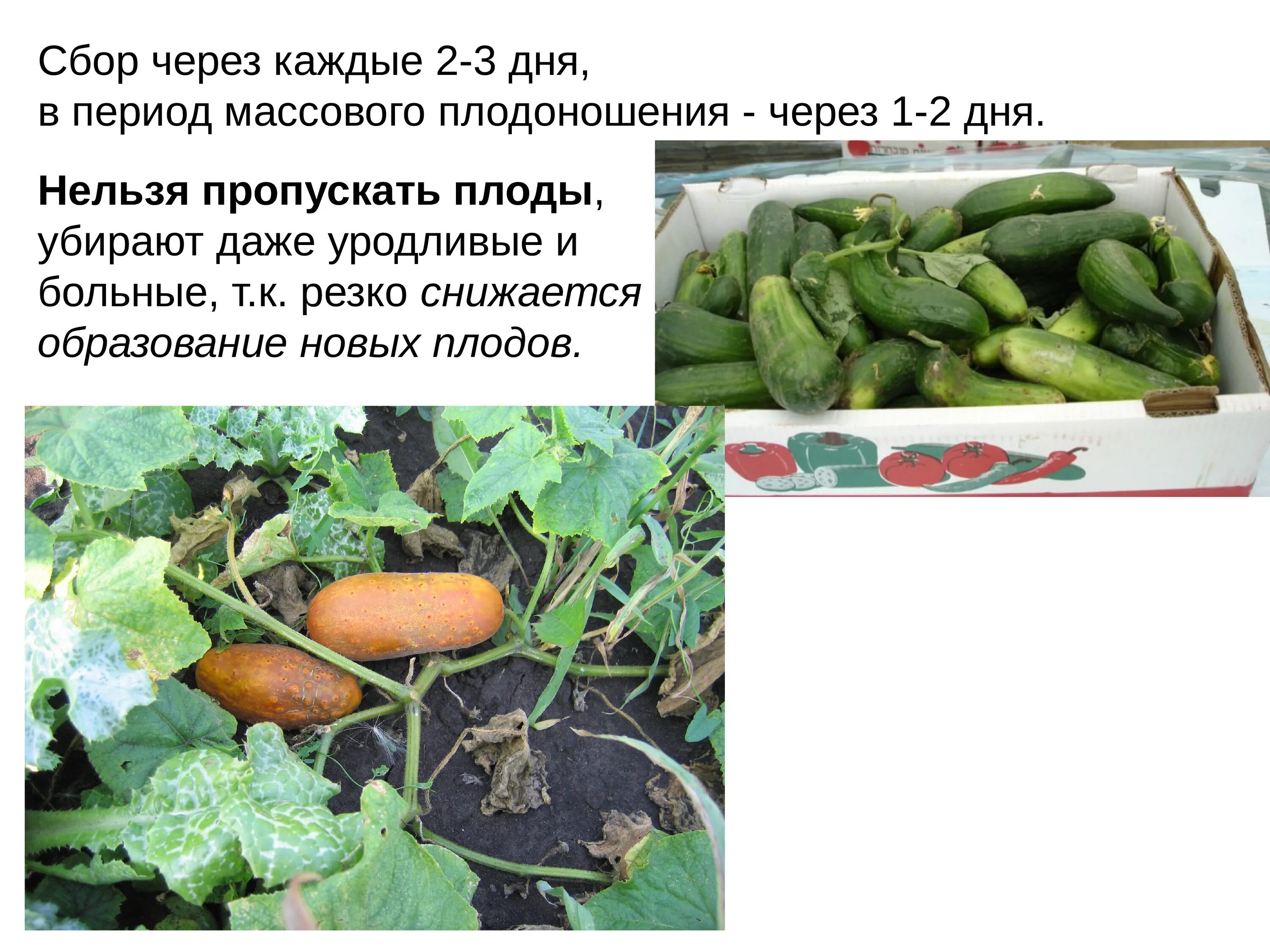 Огурцы в открытом грунте. Технология выращивания огурца в открытом грунте. Возделывание огурца в защищенном грунте. Технология возделывания огурца в открытом грунте. Огурцы семенами в открытый грунт подмосковье