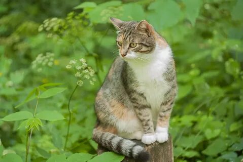 Кошачий лес