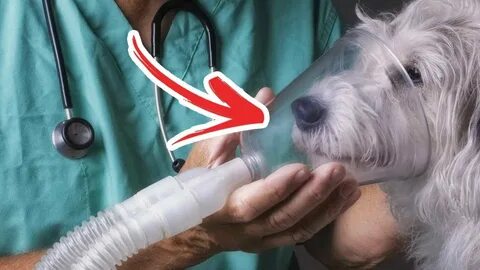 Собака дышит как будто задыхается