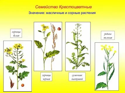 Сорное растение семейства