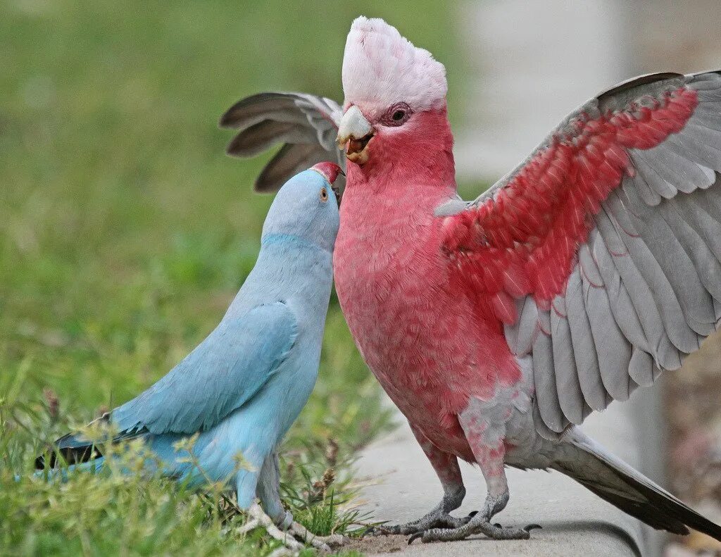 Забавная какаду. Попугай Какаду розовый. Попугай Какаду голубой. Розовый Какаду самец. Австралийский Какаду.