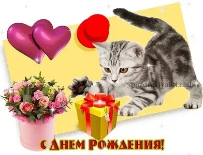 Гифки с днем рождения котика