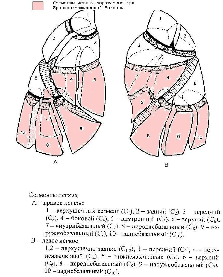 Хвостовой отдел легких