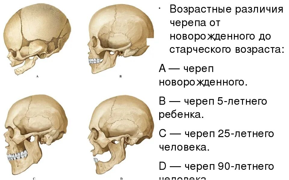 Возрастная анатомия черепа. Череп формируется у ребенка. Череп формируется у ребенка. Череп формируется у ребенка. Череп формируется у ребенка.