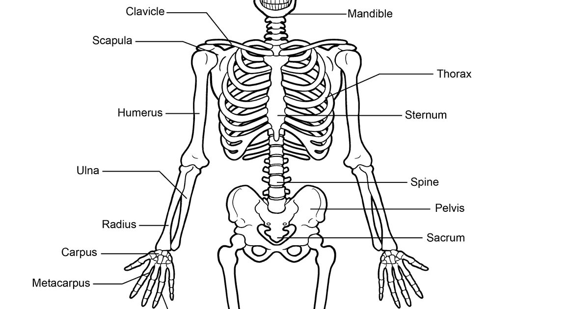 Кости человека 4 класс окружающий мир. Анатомия человека кости скелета. Скелет человека с обозначениями костей. Скелет схема. Скелет человека картинка.