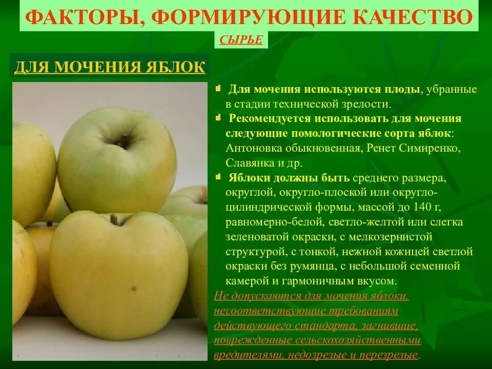 Влияет ли сорт яблок на засушивание. Технология мочения яблок. Помологические сорта яблок. Сорта яблок презентация. Симиренко сорт яблок.