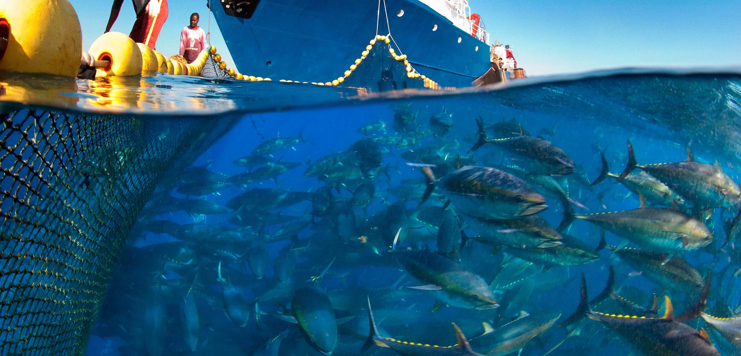 Промыслы в океане. Atlantic Bluefin Tuna. Рыбы в океане. Рыбы Тихого океана. Рыбная ловля в океане.