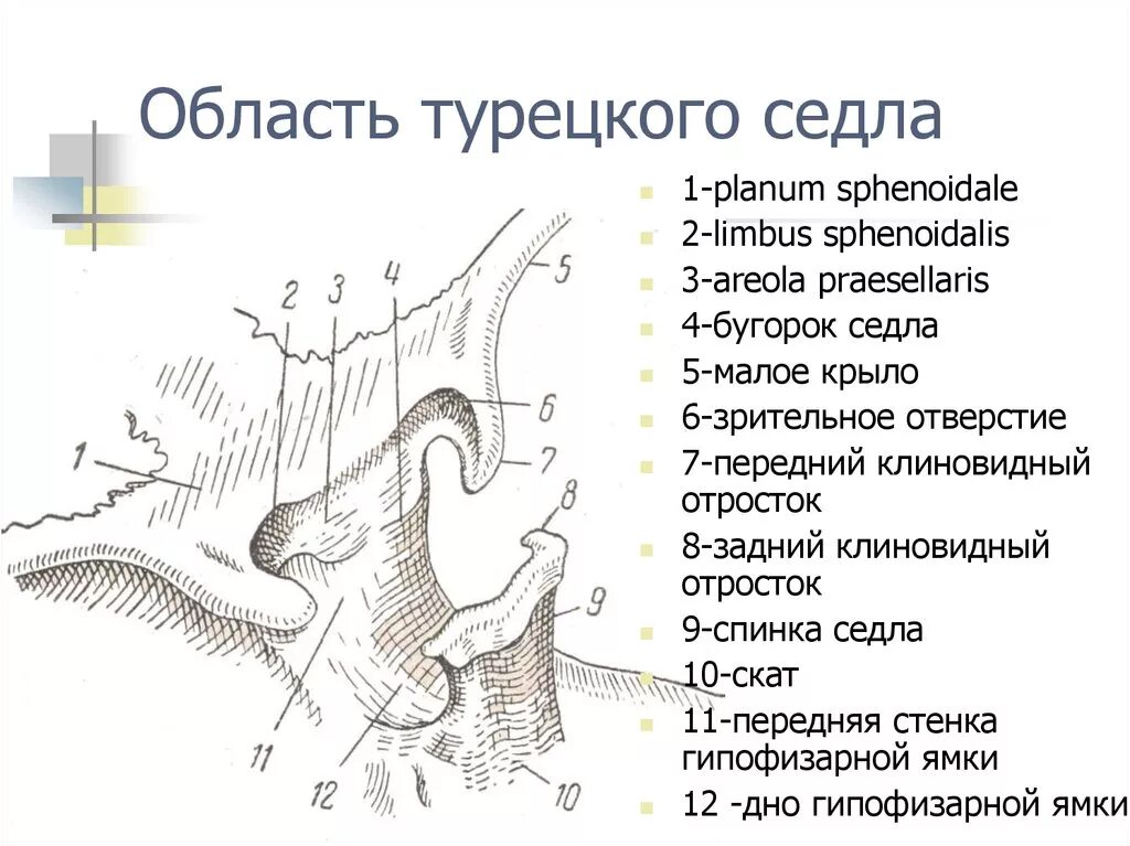 Формирующееся турецкое седло в головном мозге