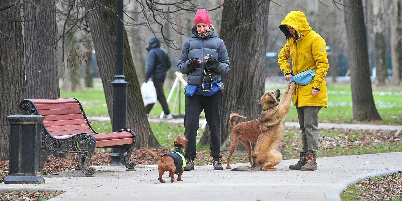 Где в москве можно с собаками. Прогулка с собакой в парке. Человек с собакой в парке. Собаки в парках. Парк для собак.