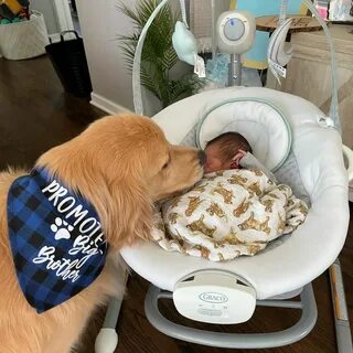 nht.The Mini dog takes care of and watches over the sleeping baby every day when the mother is away, making the online community admire.‎