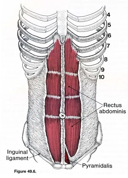 M rectus abdominis. Rectus abdominis. Rectus abdominis. Musculus rectus abdominis. Rectus abdominis.