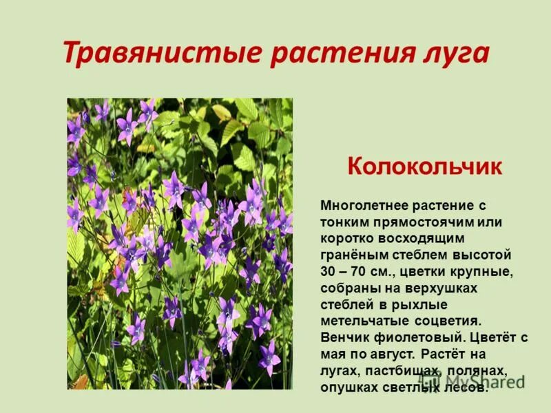 Растения луга названия. 5 растениях луга. Луговые медоносы. Растения которые растут на лугу. Мятлик-тимофеевка-клевер.