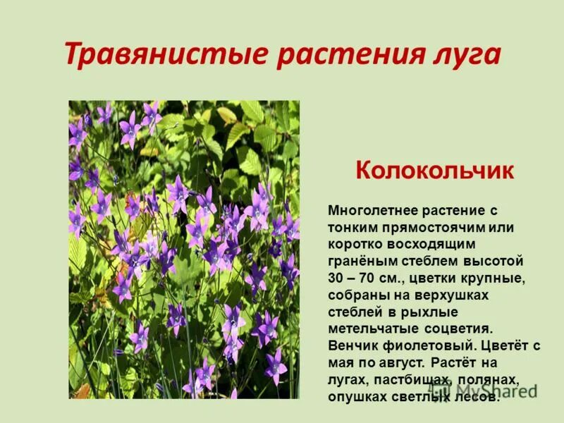 Растения лугов и болот. Легенды о колокольчиках цветах. Травянистые растения Луга. Растения Луга колокольчик. Колокольчик информация о растении.