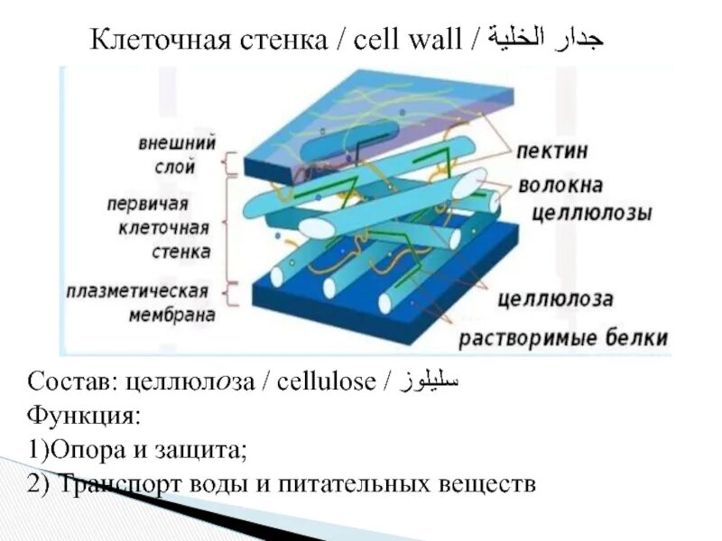 Строение целлюлозной клеточной стенки. Клеточная стенка функции 5 класс биология. Функции клеточной стенки растений. Строение клеточной стенки целлюлозы. Клеточная стенка окраска