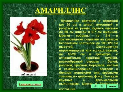 Гиппеаструм комнатное растение описание