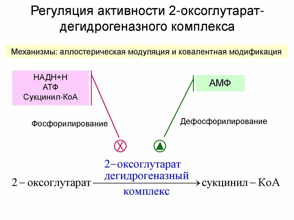 Регуляция активности ферментов ковалентная модификация. 2 Оксоглутарат. НАДН-дегидрогеназный комплекс Подробный механизм. Альфакетоклутаратный дегидрогеназный комплекс. ПВЕ дегидрогеназный комплекс.