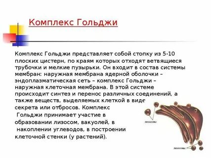 Характеристика комплекса гольджи