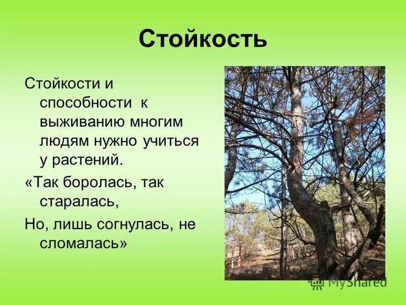 Препятствия в жизни. Упорство в достижении цели. Причины устойчивости популяции. Стойкость картинки. Эдвин вагнер психолог фото.