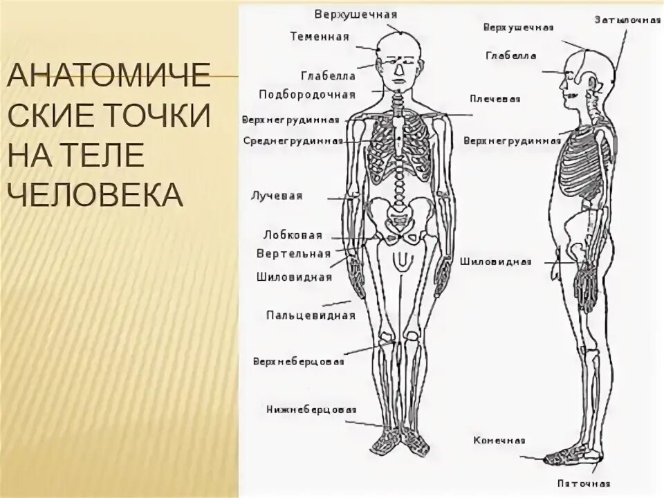 Строение человека реферат. Строение человека средние века.