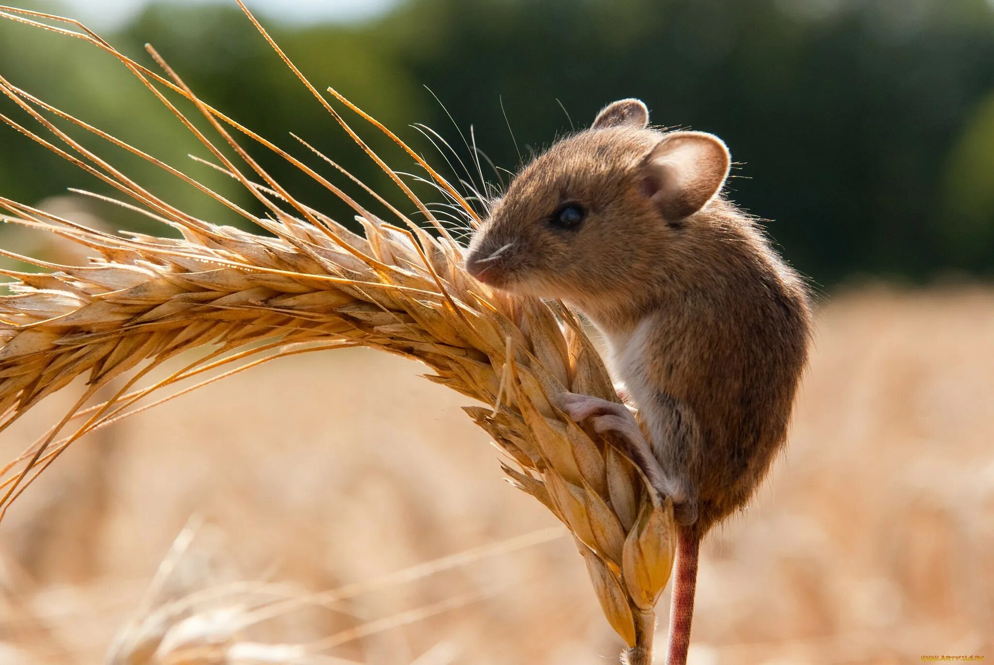 Мышь полевка. Мышь полевка на колоске. Что едят мыши полевки. Мышки-полевки в степи.