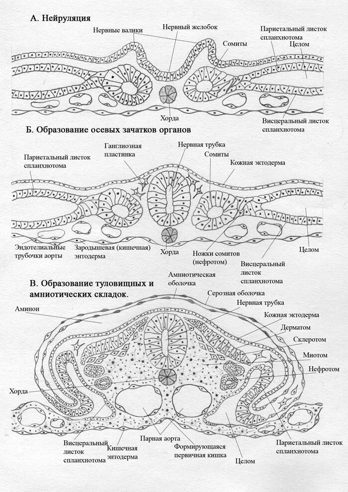 Осевые зачатки