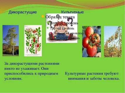 Дико культурные