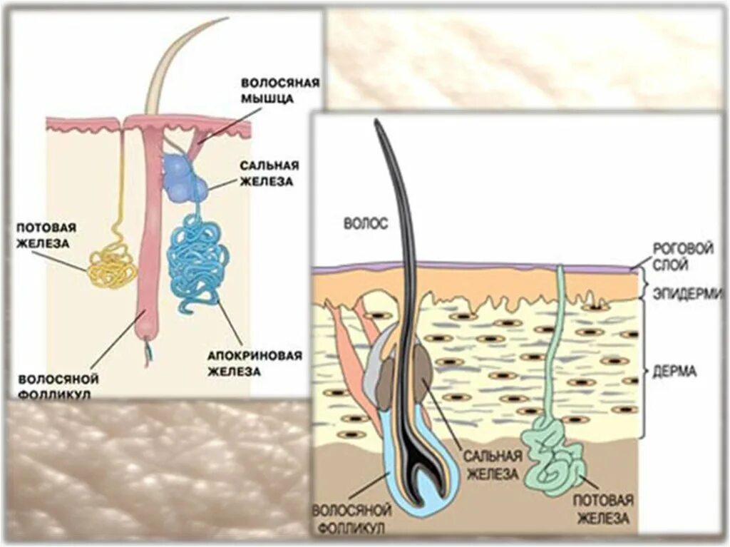 Сальные железы функции расположение. Строение волоса сальная железа. Строение кожи потовая железа. Строение потовых и сальных желез.
