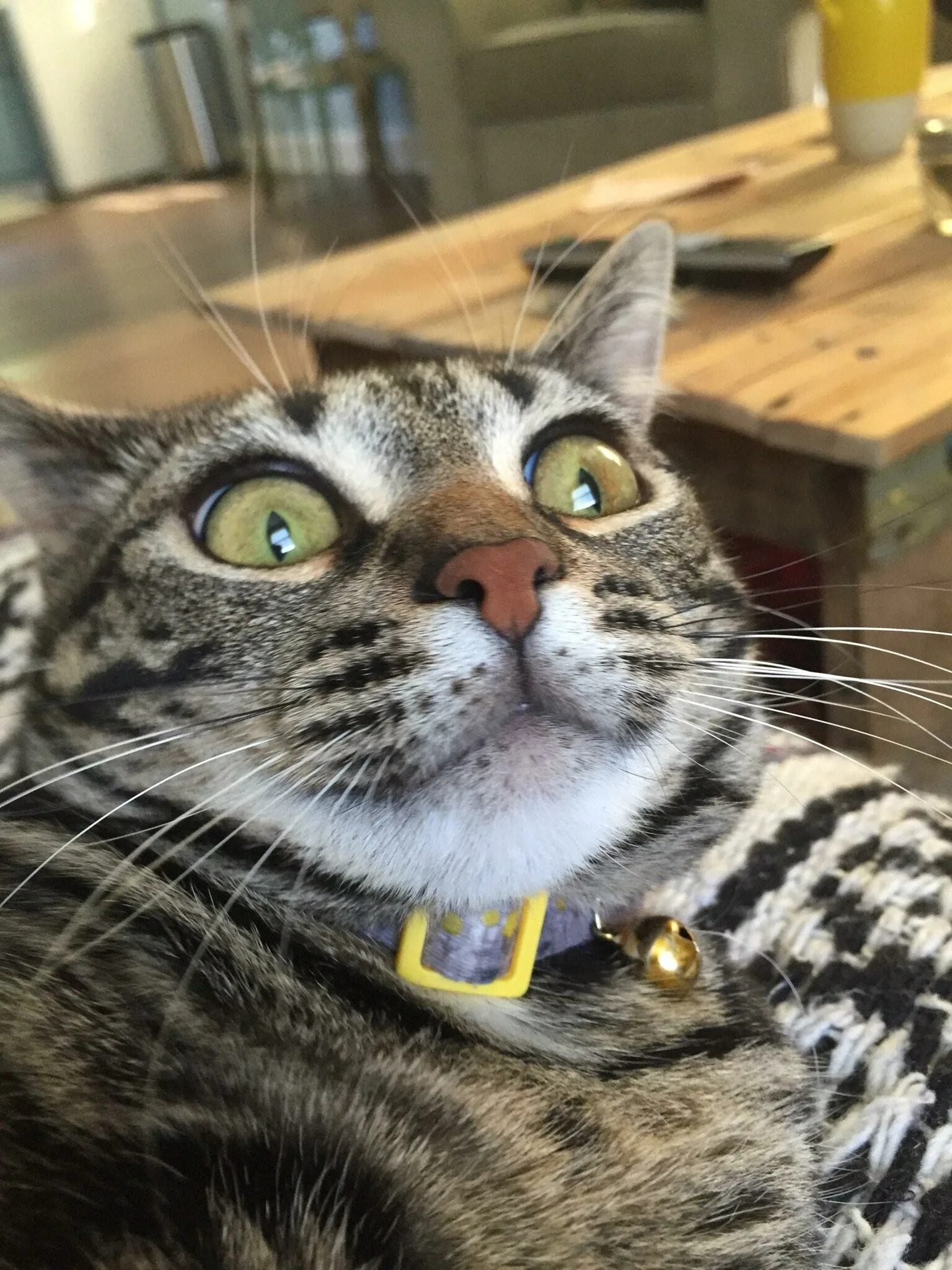 Котик со