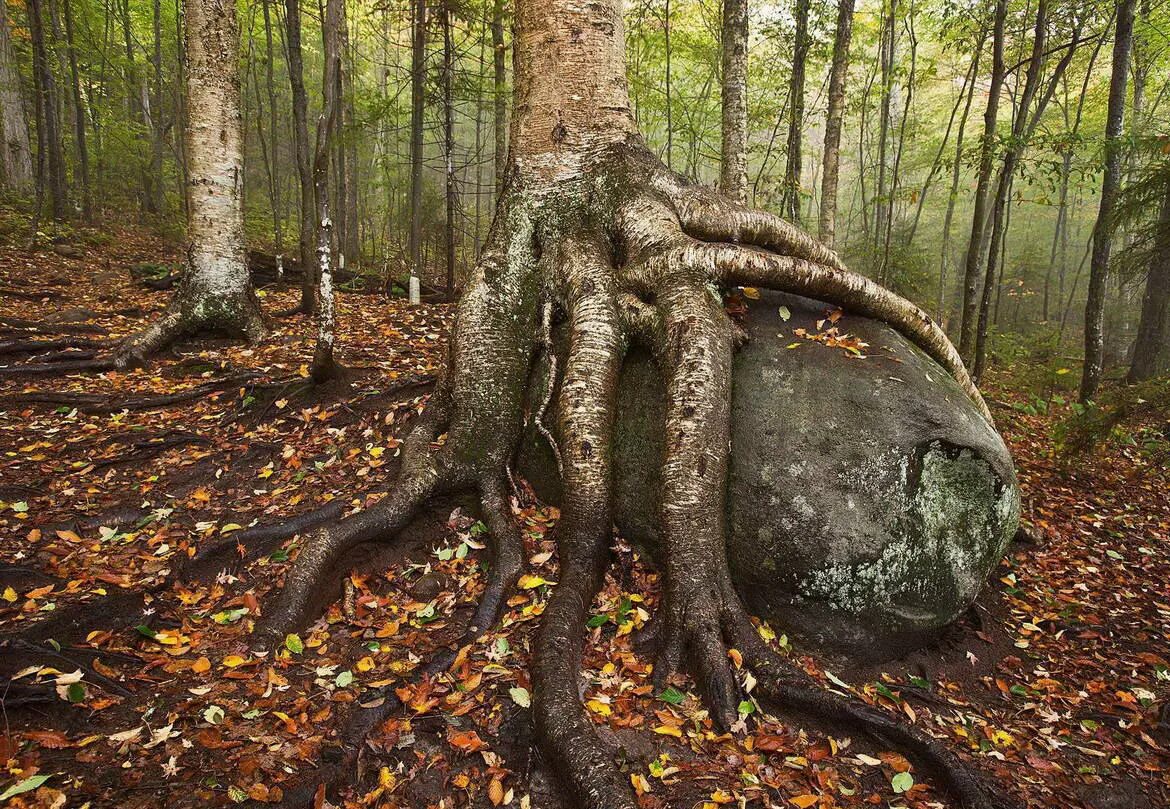 цветы венерин башмачок дикорастущий. башмачок крупноцветко. лес с густым подлеском. венерин башмачок. венерин башмачок настоящий.