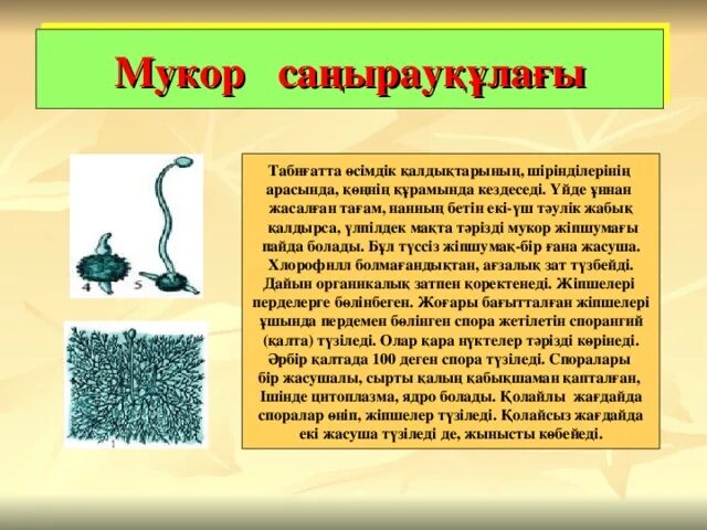 Признаки мукора. Мукор. Мукор в производстве. Цитоплазма мукора. Мукор ризопус.