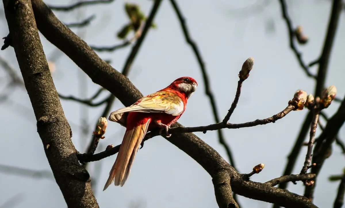 Красные весенние птички. Птица на б. Лесная птица с красными перьями. Бордовая птица весной.