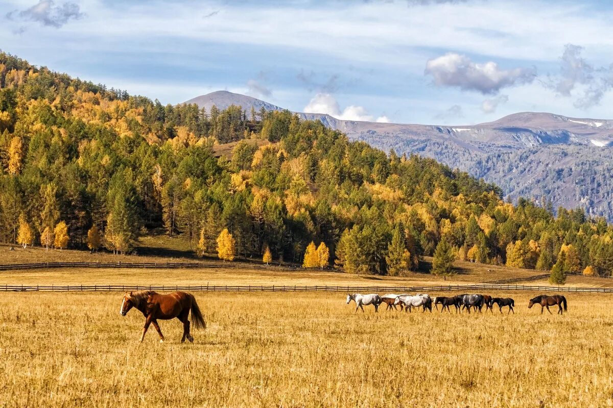 Кони республики алтай. Курайская степь горный Алтай. Лошади Алтай Семинский. Степи Башкортостана. Башкирия прерия.