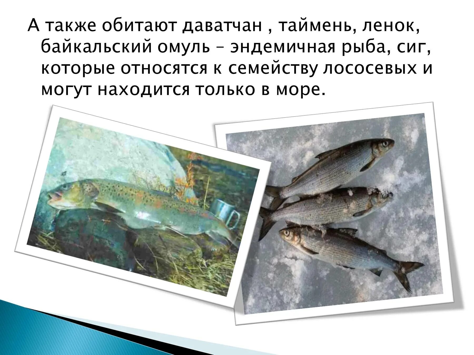 Какая рыба водится в озере. Рыбы озера Байкал. Какая рыба водится в Байкале. Рыба которая водится только в Байкале. Какая рыба водится в озере Байкал.