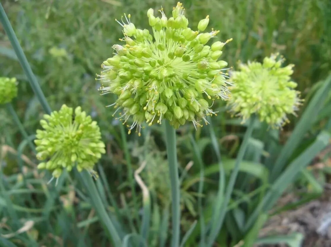 Лук косой уксун. Горный чеснок. Лук косой фото. Черемша садовая лук косой. Лук косой уксун горный чеснок.