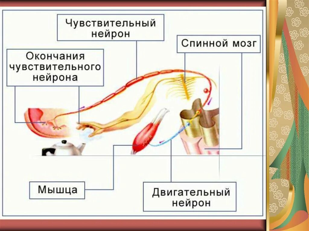 Рефлекс отдергивания руки от горячего. Рефлекторная дуга при прикосновении к горячему предмету. Схема рефлекторной дуги спинного мозга. Строение рефлекторной дуги спинного мозга. Схема рефлекторной дуги отдергивания руки от горячего.