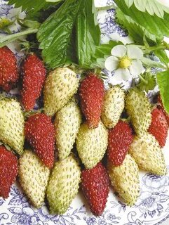Душистая клубника